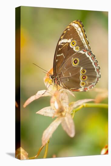 Butterfly, blue Morpho, Morpho peleides, holds on to leaves-Alexander Georgiadis-Premier Image Canvas