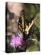 Butterfly Bokeh II-Kathy Mansfield-Premier Image Canvas