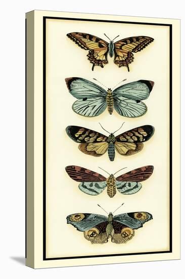 Butterfly Collector VI-Chariklia Zarris-Stretched Canvas