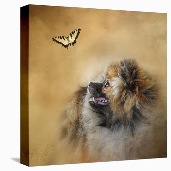 Butterfly Dreams Pomeranian-Jai Johnson-Premier Image Canvas