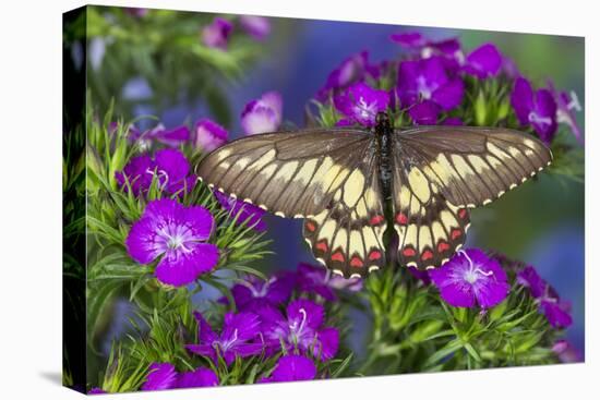 Butterfly Eurytides Corethus in the Papilionidae Family-Darrell Gulin-Premier Image Canvas