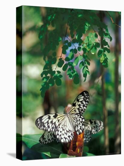 Butterfly Farm on St. Martin, Caribbean-Robin Hill-Premier Image Canvas