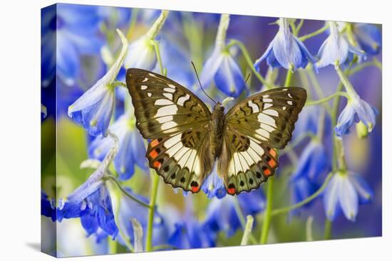 Butterfly Female Euthalia Adonia in the Nymphalidae Family-Darrell Gulin-Premier Image Canvas