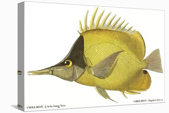 Butterfly Fish, 1849-null-Premier Image Canvas