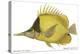 Butterfly Fish, 1849-null-Premier Image Canvas