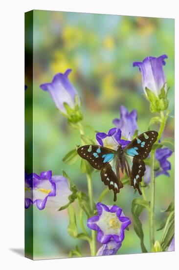 Butterfly Graphium Stresemanni-Darrell Gulin-Premier Image Canvas