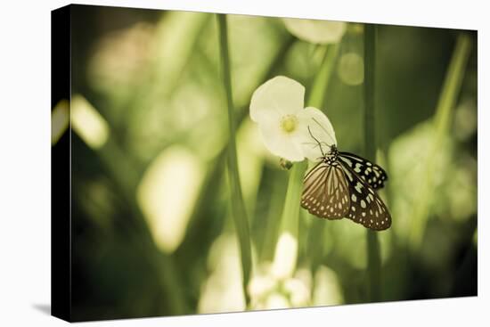 Butterfly II-Erin Berzel-Premier Image Canvas