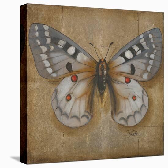 Butterfly II-Patricia Pinto-Stretched Canvas