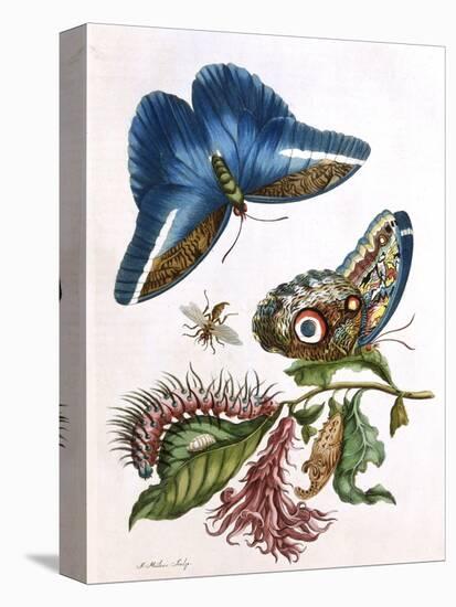 Butterfly Illustration by Maria Sibylla Merian-null-Premier Image Canvas