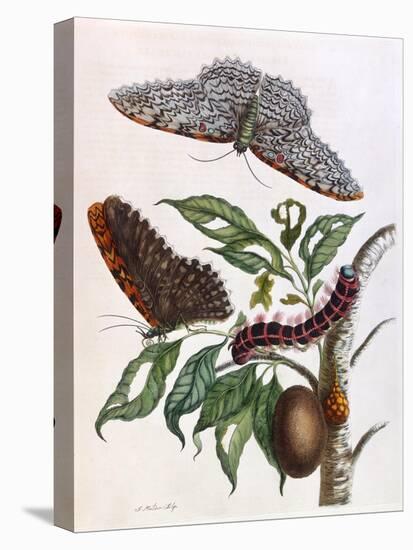 Butterfly Illustration by Maria Sibylla Merian-null-Stretched Canvas