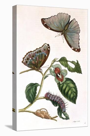 Butterfly Illustration by Maria Sibylla Merian-null-Stretched Canvas