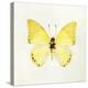 Butterfly Impression III-Irene Suchocki-Stretched Canvas