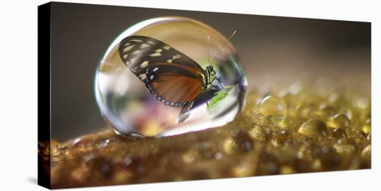 Butterfly in a Bubble-Gordon Semmens-Stretched Canvas