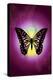 Butterfly in Purple Shadow-Ikuko Kowada-Premier Image Canvas