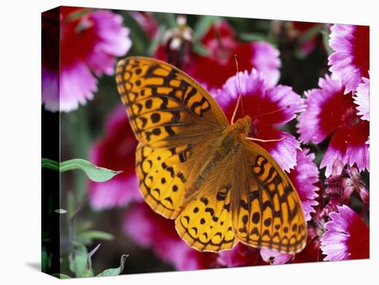 Butterfly Landing on Flowers-Ralph Morsch-Premier Image Canvas