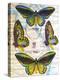 Butterfly Map III-John Butler-Stretched Canvas