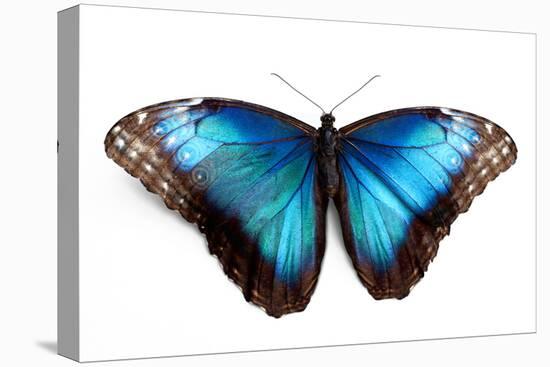 Butterfly Morpho Rhetenor Cacica Isolated Over White Background-Krivosheev Vitaly-Premier Image Canvas