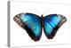 Butterfly Morpho Rhetenor Cacica Isolated Over White Background-Krivosheev Vitaly-Premier Image Canvas