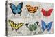 Butterfly Mural-Alan Hopfensperger-Stretched Canvas