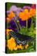 Butterfly on Yellow Flowers-Darrell Gulin-Premier Image Canvas