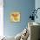 Butterfly Orange-null-Stretched Canvas displayed on a wall