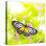 Butterfly. Parantica Aspasia (Yellow Glassy Tiger) Feeding On Flower-szefei-Premier Image Canvas