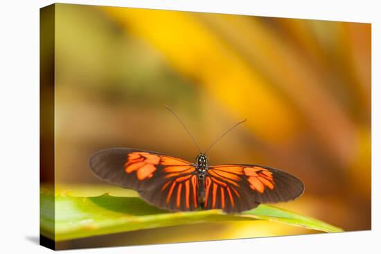 Butterfly passion flower butterfly, Heliconius, sits on leaves-Alexander Georgiadis-Premier Image Canvas