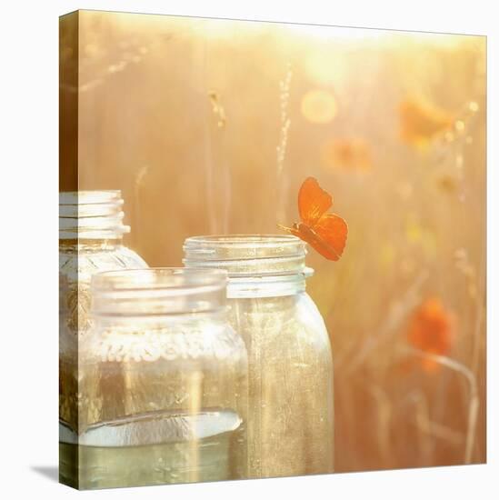 Butterfly Perch-Mandy Lynne-Stretched Canvas