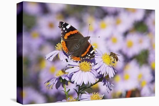 Butterfly, Red Admiral and Insect on Aster Blossoms-Uwe Steffens-Premier Image Canvas