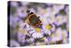 Butterfly, Red Admiral and Insect on Aster Blossoms-Uwe Steffens-Premier Image Canvas