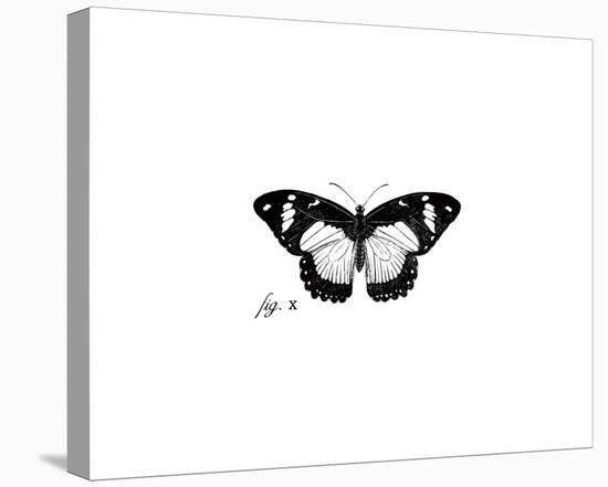 Butterfly Sketch-The Chelsea Collection-Stretched Canvas