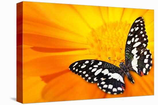 Butterfly Sleeping On An Orange Flower-NejroN Photo-Premier Image Canvas