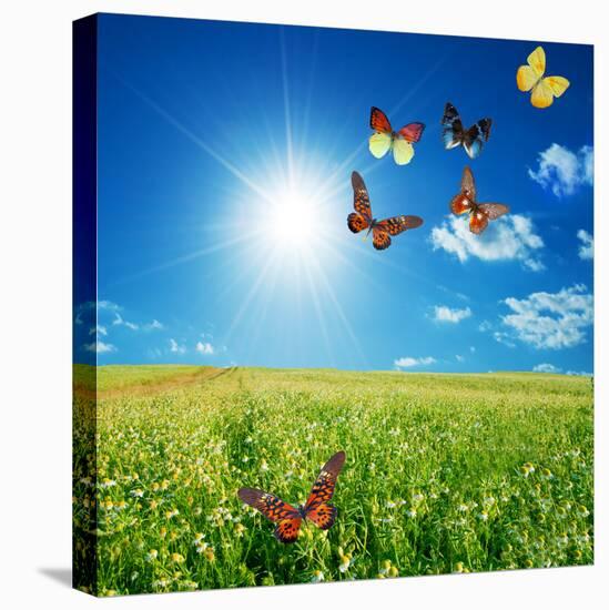 Butterfly Spring Field. A Group O Colorful Butterflies In The Spring Summer Grass Land-Michal Bednarek-Premier Image Canvas