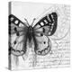 Butterfly Studies I-Patricia Pinto-Stretched Canvas