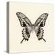 Butterfly VI BW Crop-Debra Van Swearingen-Stretched Canvas