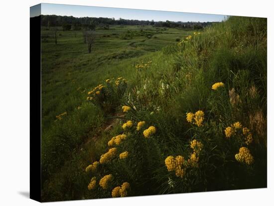 Butterfly Weed, Sand Hills State Park, Kansas, USA-Charles Gurche-Premier Image Canvas