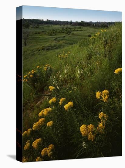 Butterfly Weed, Sand Hills State Park, Kansas, USA-Charles Gurche-Premier Image Canvas