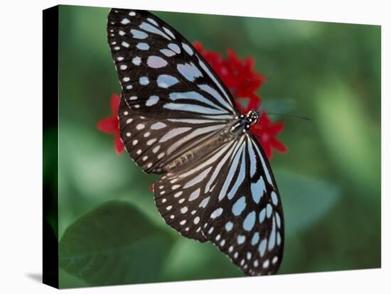 Butterfly World, Ft Lauderdale, Florida, USA-Michele Westmorland-Premier Image Canvas