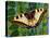 Butterfly-Tamas Galambos-Premier Image Canvas