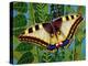 Butterfly-Tamas Galambos-Premier Image Canvas