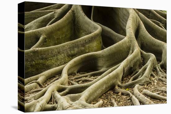 Buttress Roots of Large Evergreen Banyan Tree, Sarasota, Florida, USA-Charles Crust-Premier Image Canvas