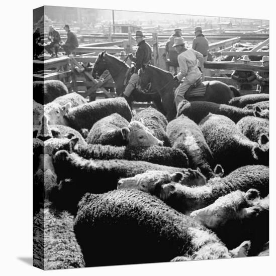 Buyer and Sellers Looking over Steers in Stockyards-Ed Clark-Premier Image Canvas