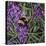 Buzz - Bumble Bee on Lavender-Kirstie Adamson-Premier Image Canvas