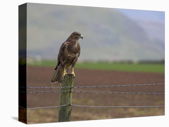 Buzzard (Buteo Buteo), Captive, United Kingdom, Europe-Ann & Steve Toon-Premier Image Canvas