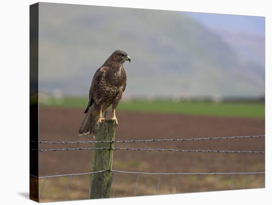 Buzzard (Buteo Buteo), Captive, United Kingdom, Europe-Ann & Steve Toon-Premier Image Canvas