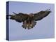 Buzzard (Buteo Buteo), Flying, Captive, Cumbria, England, United Kingdom-Steve & Ann Toon-Premier Image Canvas