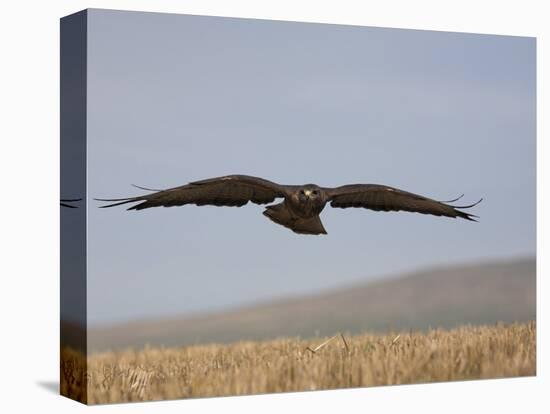 Buzzard (Buteo Buteo), Flying Over Farmland, Captive, Cumbria, England, United Kingdom-Steve & Ann Toon-Premier Image Canvas