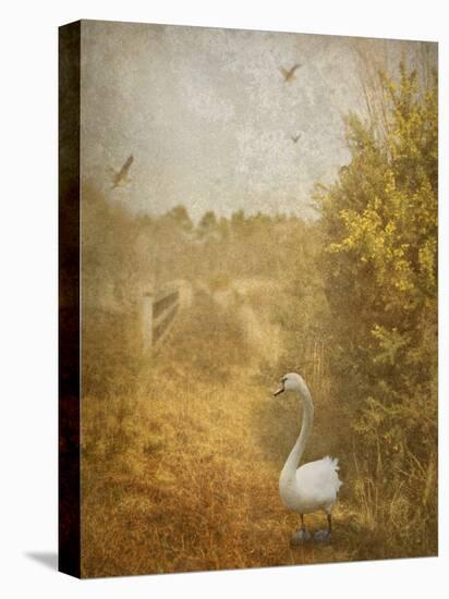 Buzzbird-Lynne Davies-Premier Image Canvas