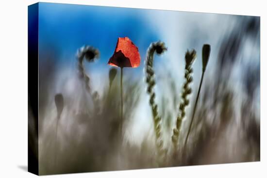 By the Side of the Road 2-Ursula Abresch-Premier Image Canvas