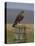 Bzzard (Buteo Buteo) on Fence Post, Captive, Cumbria, England, United Kingdom-Steve & Ann Toon-Premier Image Canvas